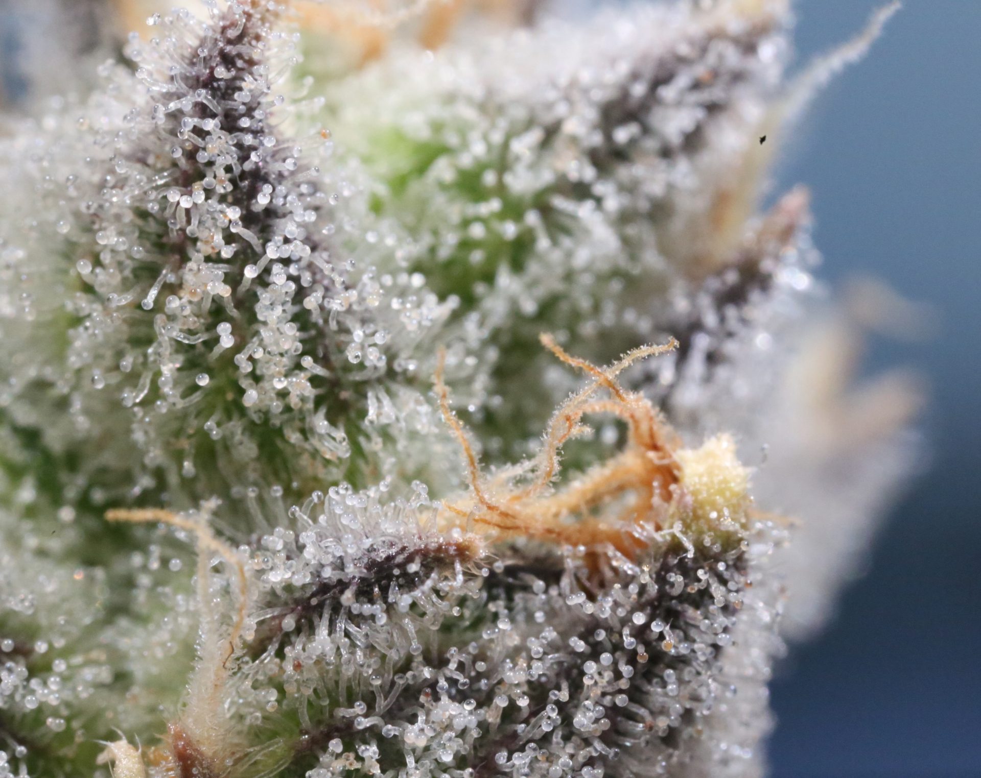 Makroaufnahme einer Cannabisblüte mit glänzenden Trichomen und orangefarbenen Blütenfäden